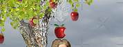 Sir Isaac Newton Apple Tree