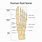 Skeletal System Foot