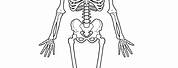 Skeleton Anatomy Unlabeled