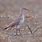 Slender-billed Curlew