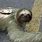 Sloth Snake