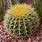 Small Barrel Cactus