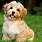 Small Dog Breeds for Kids