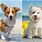 Small Pet Dogs Breeds
