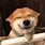 Smiling Shiba Inu Dog