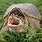 Snapping Turtle Head