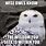 Snowy Owl Meme