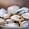 Soft Shell Clams