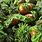 Solanum Macrocarpon
