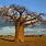 South African Baobab Tree