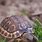 South African Tortoise