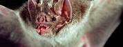 South American Vampire Bat