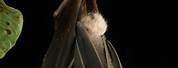 Spotted Bat Hanging Upside Down