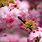 Spring Flowers iPhone Wallpaper