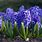 Spring Hyacinths