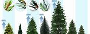 Spruce Tree Identification