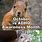 Squirrel ADHD Meme
