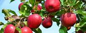 Stayman Winesap Apple Tree