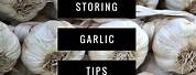 Storing Garlic Bulbs