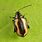 Striped Flea Beetle