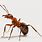 Strongest Ant