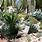 Succulent Cactus Garden