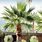 Succulent Palm