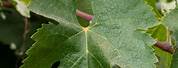 Syrah Grape Leaf