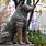 Takasho Dogs Statue