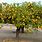 Tall Lemon Tree