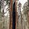Tallest Sequoia Tree