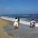 Tamil Nadu Beach
