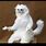 Taxidermied Persian Cat Meme