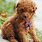 Teacup Poodle Dog Breeds