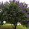 Texas Lilac Tree