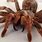The Goliath Bird-Eating Spider