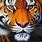 Tiger Canvas Art