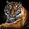 Tiger Photo 4K