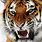 Tiger Wallpaper for Mobile