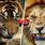 Tiger vs Lion Real