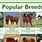 Top 5 Horse Breeds