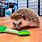 Toys for Hedgehogs