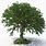 Tree 3D Model Free