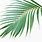 Tropical Palm Tree Leaf
