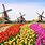Tulip Farm Amsterdam
