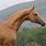Turkoman Horse Breed