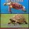 Turtle vs Tortoise Meme