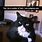 Tuxedo Cat Funny Memes