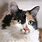 Types of Calico Cats