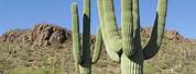 Types of Desert Cactus Plants